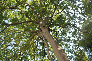 Fototapeta premium tree with long tree trunk and leave with concept that nature is covering the world (Environment Day)