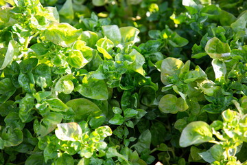 watercress hawaii popular locally grown vegetable for salad diet meal .
