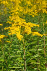 Canadian goldenrod (lat. Solidago canadensis) blooms in the meadow