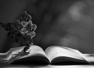 Black and white photo composition, open book and orchid, with natural overhead lighting