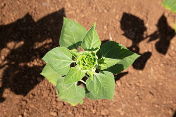 growth green sunflower tree in field