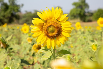 yellow blooming sunflower field on mountain .