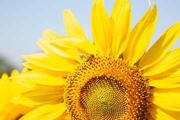 Naklejka premium close up honey bee at work on sunflower .