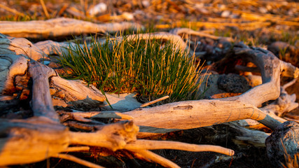 Tree roots on the beach in the sunset, grass in the roots.