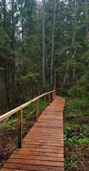Wooden walking road with handrails in the coniferous spring forest