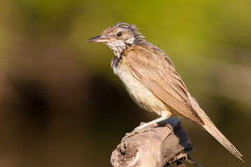 Great Reed Warbler, Acrocephalus arundinaceus. Adult bird changes plumage. Early sunny morning. The bird sits on a branch