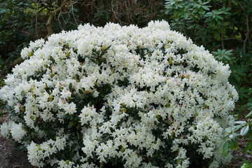 Weiß blühender Rhododendron im Berliner Tiergarten 