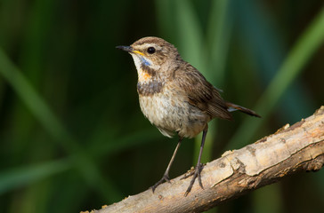 Fototapeta premium Bluethroat, Luscinia svecica. A bird sits on a tree branch near the river