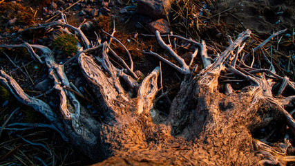 Tree roots on the beach in the sunset, grass in the roots, ENT's leg.