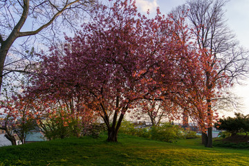 Amazing colored spring cherry blossom tree in park with green grass during sunset in Helsingborg, Sweden.