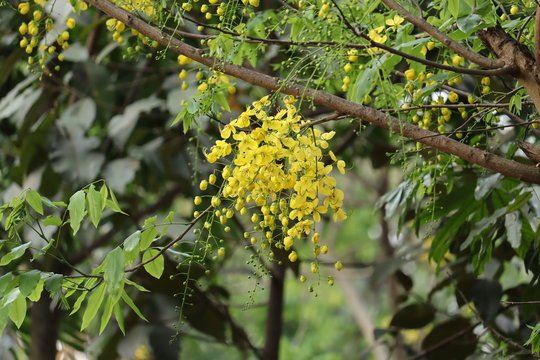 kanikonna flower i kerala