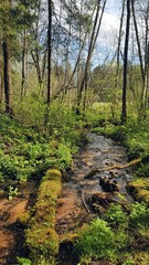 A narrow stream in a coniferous forest with a fallen log in the moss