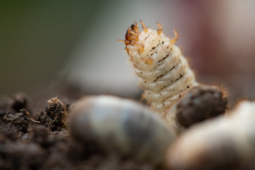 fleischige Engerlinge, Käferlarven des Rosenkäfers, Nützlinge im Kompost, Close up und selektive Schärfe