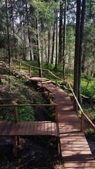 The wooden road with handrails in the coniferous forest in spring