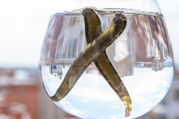 Medical leeches therapy. Hirudo medicinalis in a container with water.
