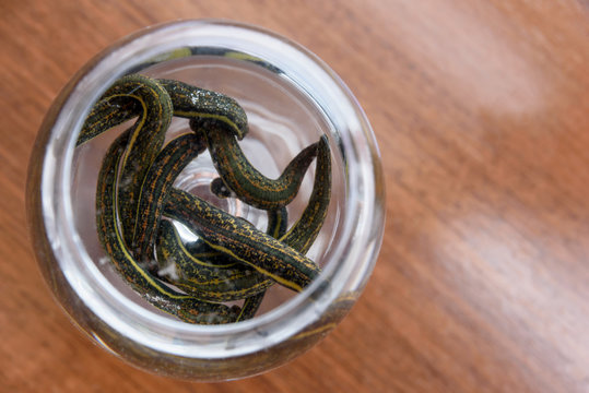 Medical leeches therapy. Hirudo medicinalis in a container with water.