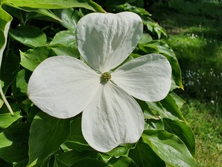 Sommerblüten im Park