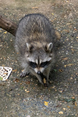racoon