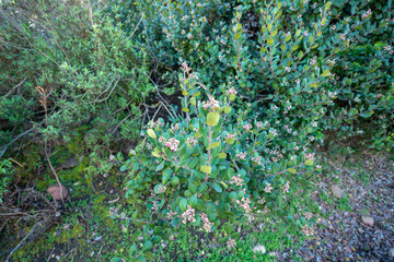 green grass in the navajo canyon in San Diego (USA)