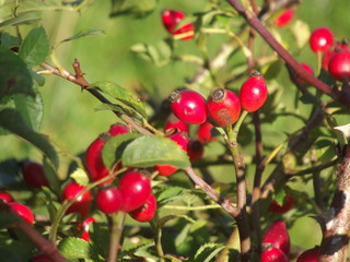 Hagebutten am Strauch