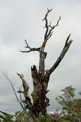 茶色く苔むした一本の枯れ木の寂しい風景