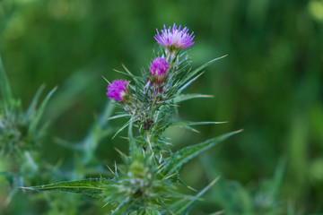 Milk thistle (Silybum marianum) flowering herb