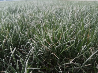 green grass in morning dew
