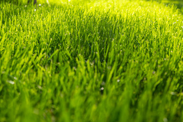 Fototapeta na wymiar Young green grass, against the sun, grass background. grass for lawns