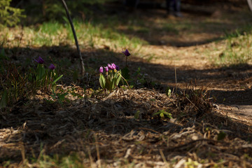 The first spring flowers in the ray of light in the garden on the path