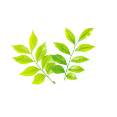 Flat lay of Fresh green leaves branch isolated on white background, The treetops has water droplets on the leaves, Top view.
