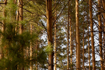 Autumn in the coniferous forest on a bright sunny day