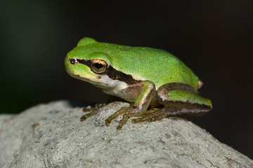 Hyla meridionalis, ranita meridional sobre la roca con fondo oscuro.