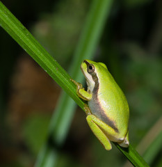Ranita meridional (Hyla meridionalis), sobre la hoja con fondo verde en Barcelona (España).