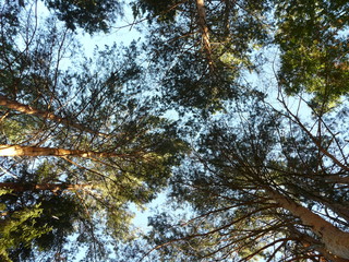 Summer pine forest in Siberia in Russia