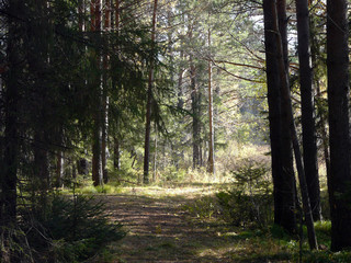 Obraz premium Summer pine forest in Siberia in Russia
