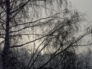 Sunset on a cloudy cold day through the bare branches of a birch
