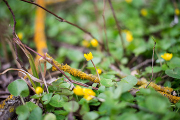 forest yellow flowers on a background of green grass in early spring. April 2020