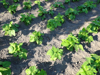 Beanstalks grow in the home garden. Homegrown Beans.