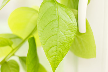 Home grown wild persimmon from fruit stone. Green textured leaves on the white background near the window