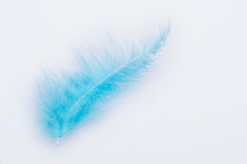 Fototapeta na wymiar Feather of a blue bird on a white background