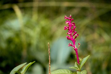 plants from the Alhambra garden in Granada