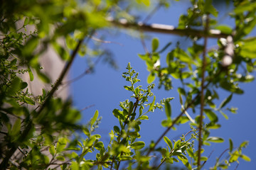Arbres au ciel