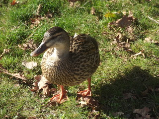 Stockenten Weibchen