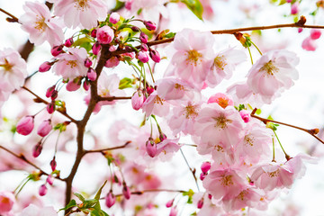 Beautiful sakura (cherry) blossoms in spring