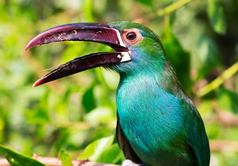 Сlose up of a colorful toucan.