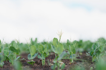 Young pea plants in early spring garden - selective focus, copy spsce