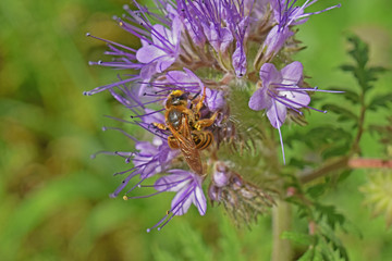 Jardin : abeille butinant une fleur de phacélie à feuilles de tanaisie.