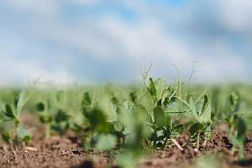 Green peas plant in the garden, summer harvest