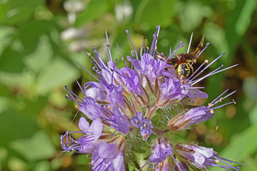 Jardin : araignée sur une fleur de phacélie à feuilles de tanaisie.