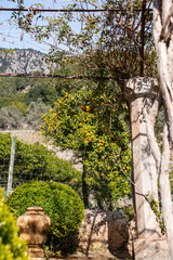 Orangenbäume in einem Spanischen Garten